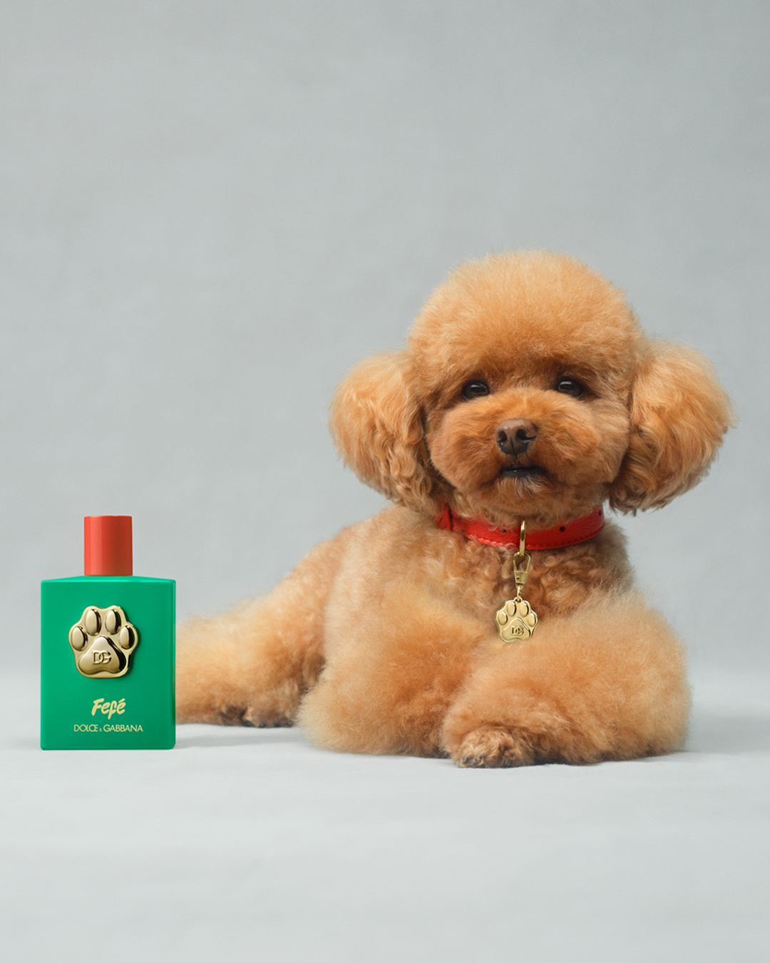 Dolce&Gabbana lança perfume para cães (e traz uma coleira a condizer)