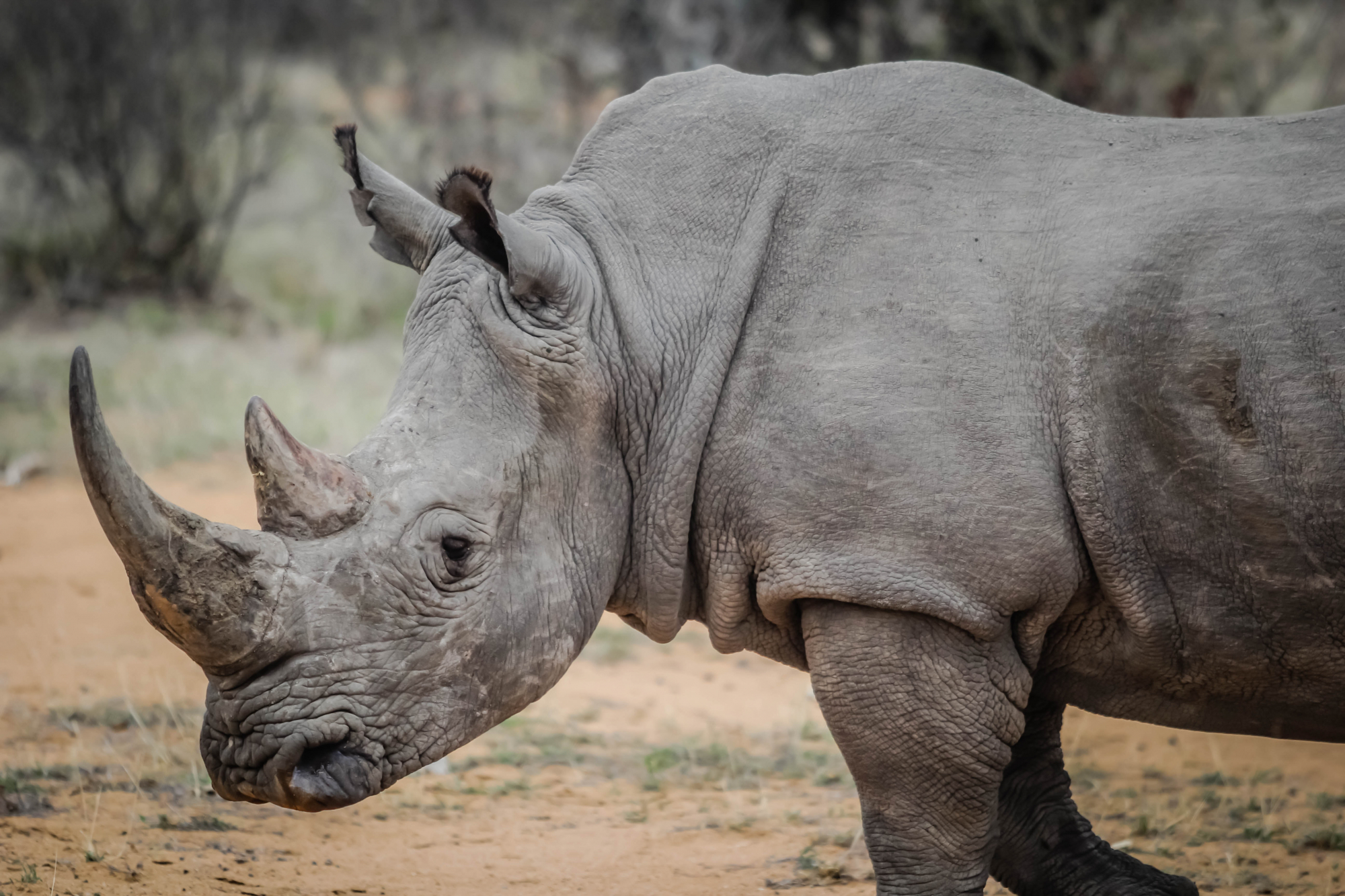 Um zoo francês está “indignado com a estupidez e o desrespeito” de dois visitantes