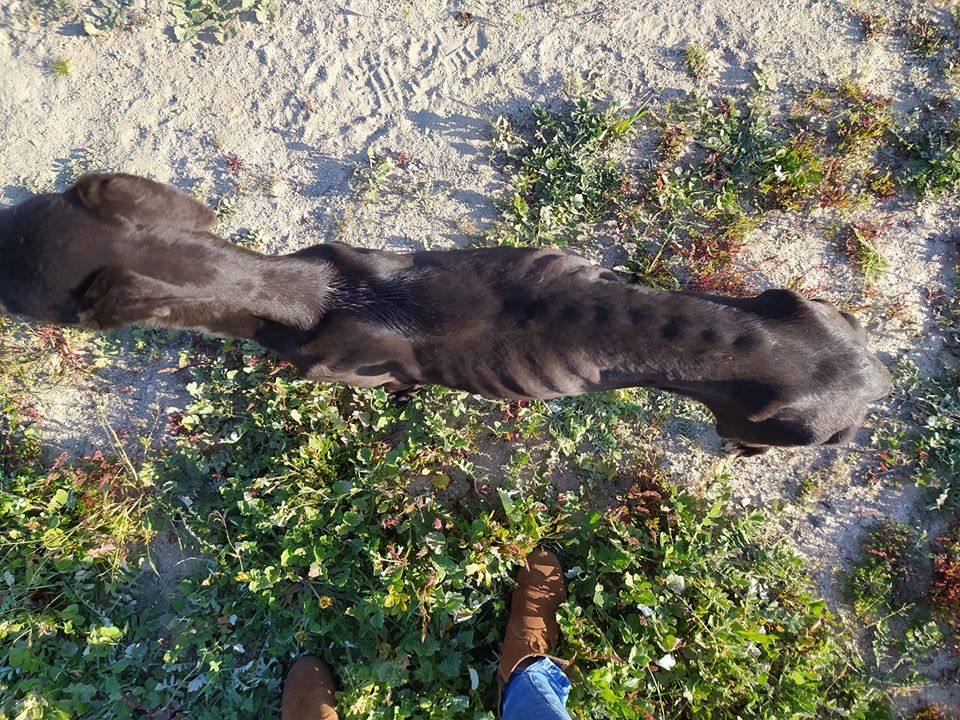 Associação de resgate a galgos diz que João Moura maltrata animais há muitos anos. E mostra imagens