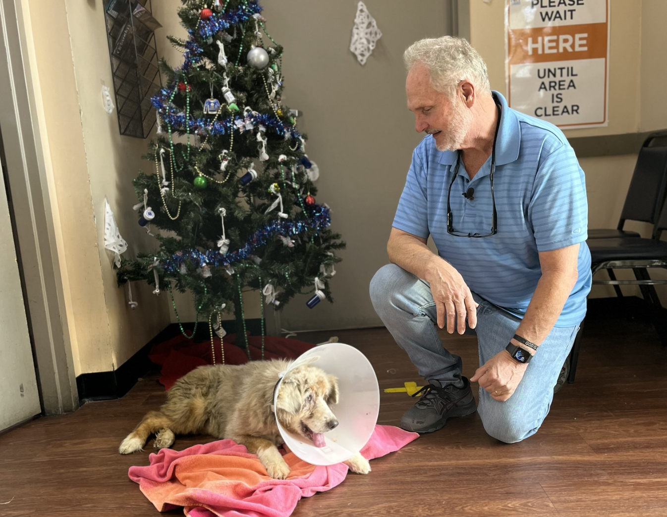 Cadela assusta-se com fogo de artifício, foge e é encontrada 7 anos depois a 2.000 km de casa