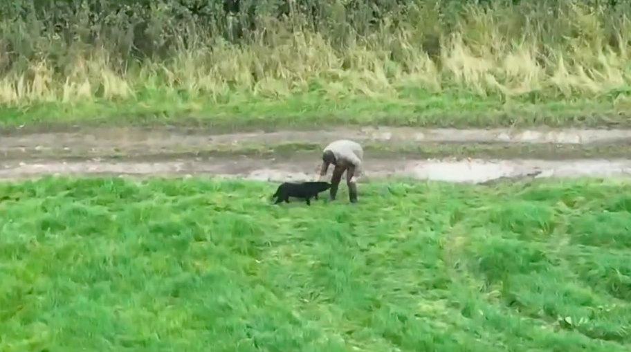 Veja o vídeo emocionante do reencontro entre esta cadela cega que estava desaparecida e o seu dono