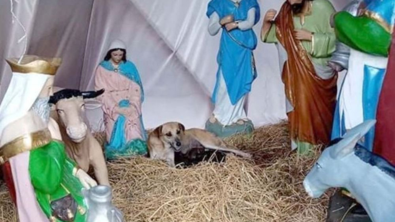 Esta cadela grávida aconchegou-se num presépio de rua e foi lá que teve os seus filhotes. As imagens são maravilhosas (e fofinhas)