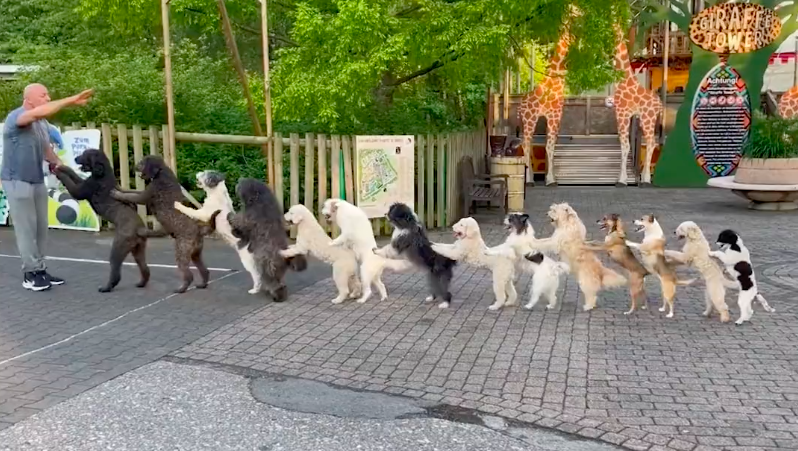 A coisa mais fofinha que vai ver hoje: 14 cães em fila conga bateram o recorde do Guiness (vídeo)