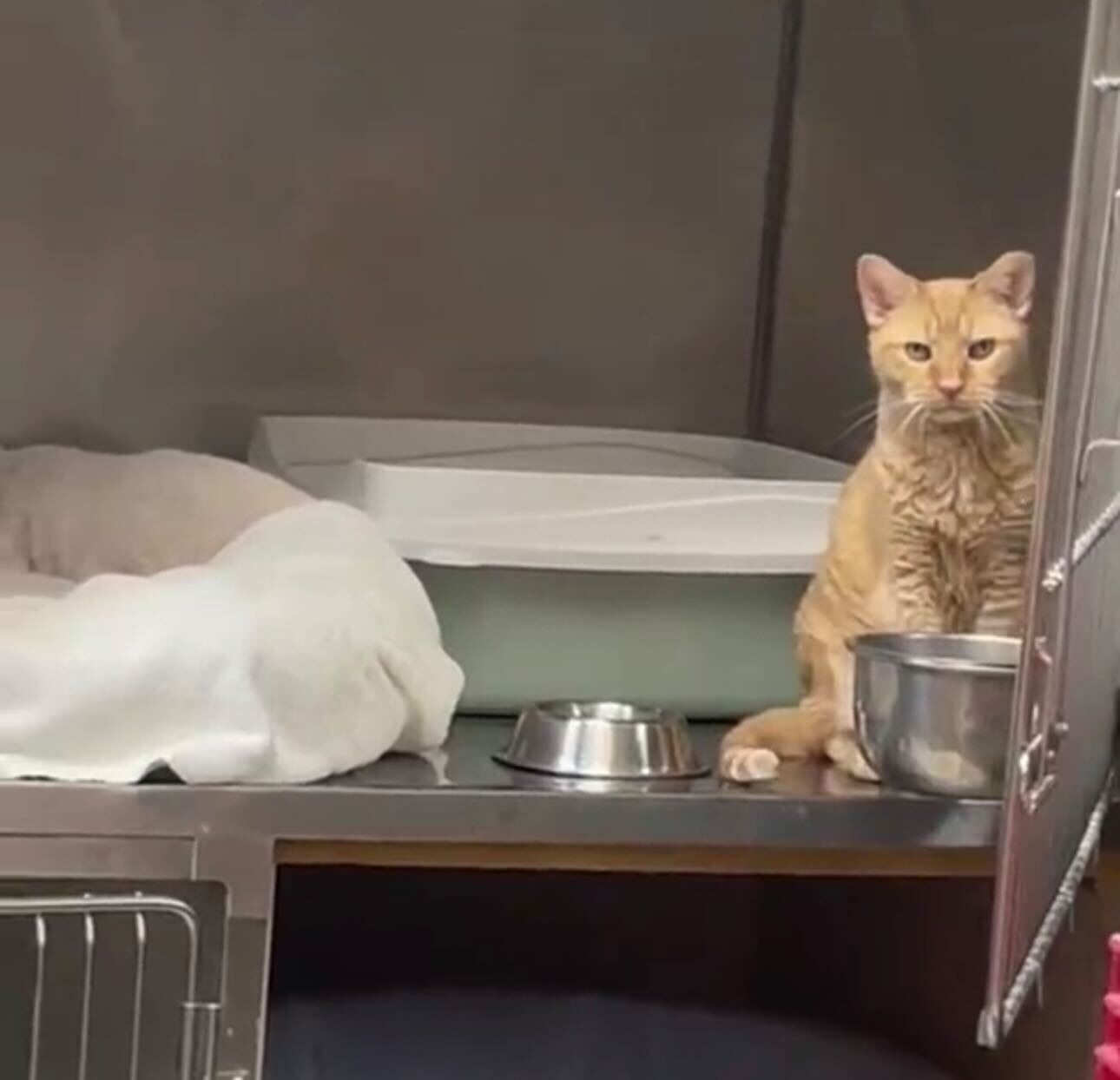 Gato foi finalmente adotado após 12 anos em hospital veterinário. E a transformação é inacreditável