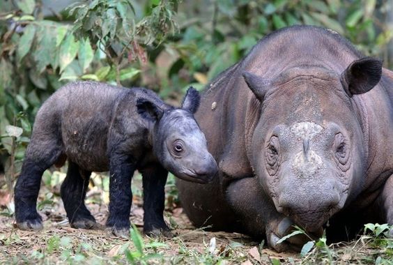 Encontrados rinocerontes-de-java bebés — que trazem esperança à espécie em vias de extinção