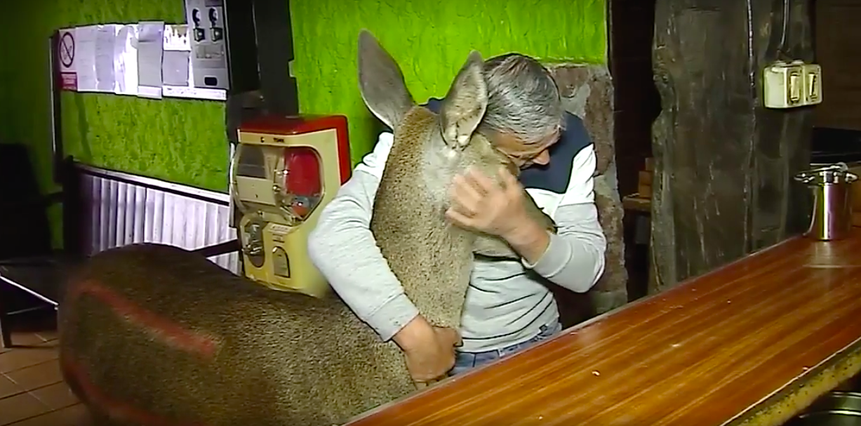 Incrível esta amizade que nasceu entre um antigo caçador e um veado. “Prefiro morrer a matar um”