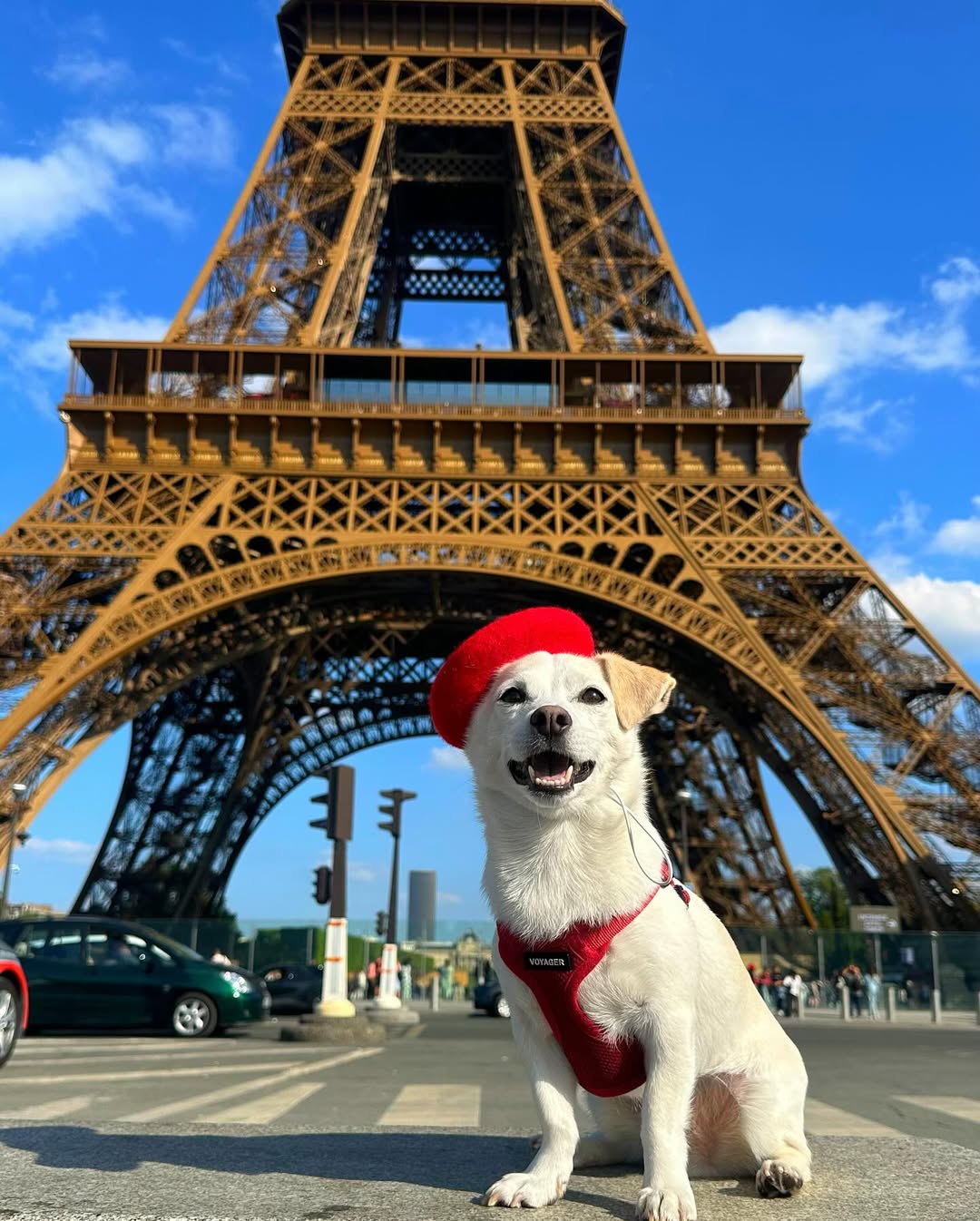 Este cão foi resgatado por um abrigo. Agora, viaja pelo mundo com os donos (e faz furor nas redes sociais)