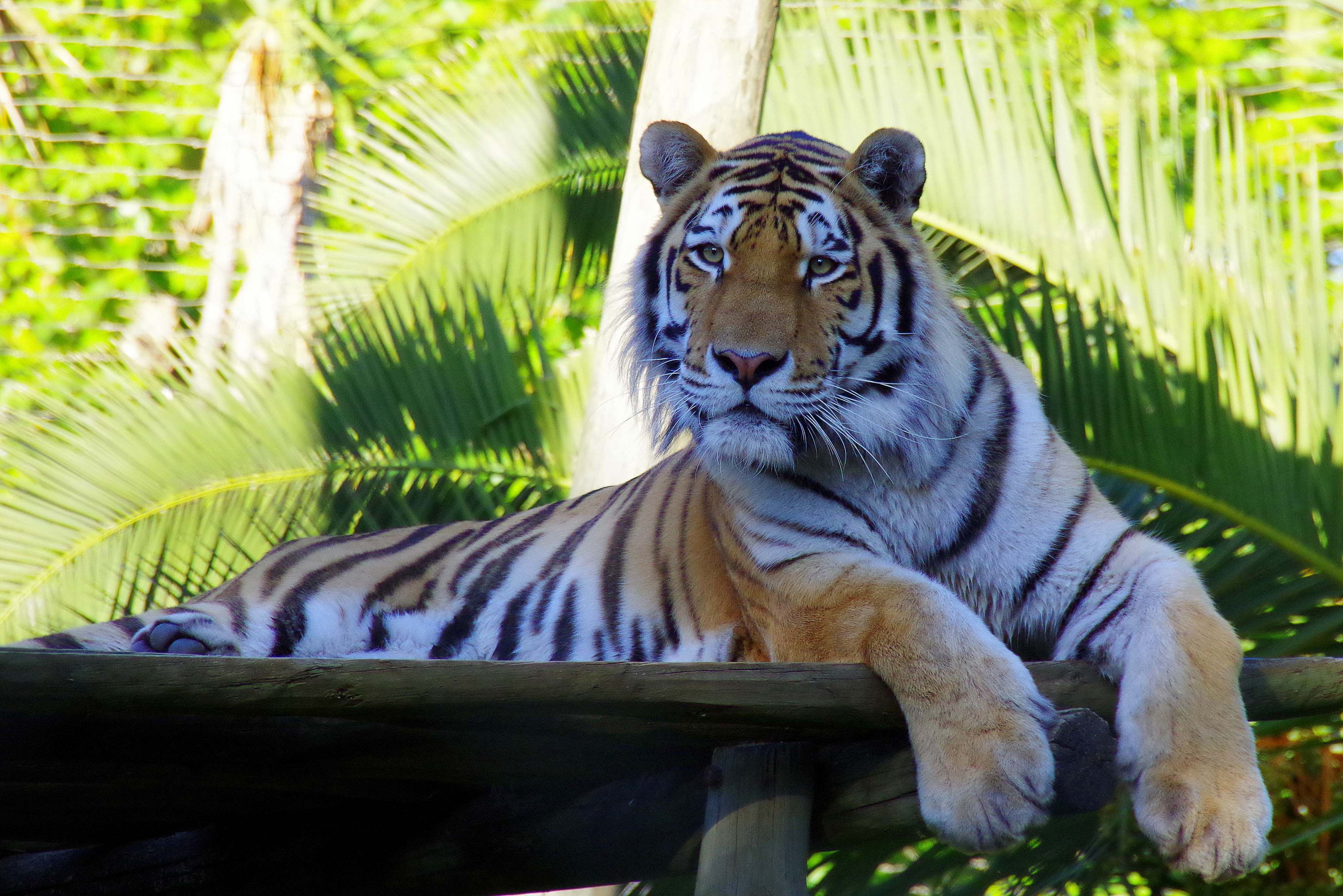 Sem ideia do que fazer com os miúdos na Páscoa? O Zoo de Lisboa tem várias atividades para entretê-los
