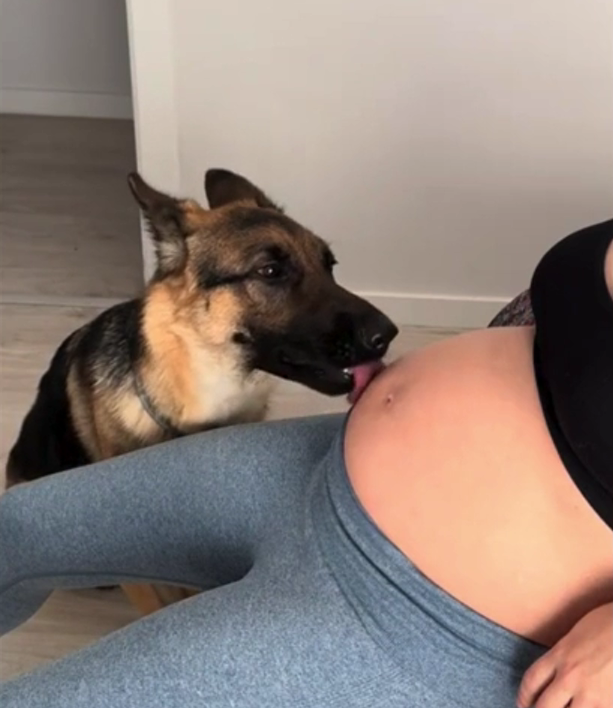 Vídeo de cadela a proteger a barriga grávida da dona é a coisa mais bonita que vai ver hoje. Espreite o vídeo