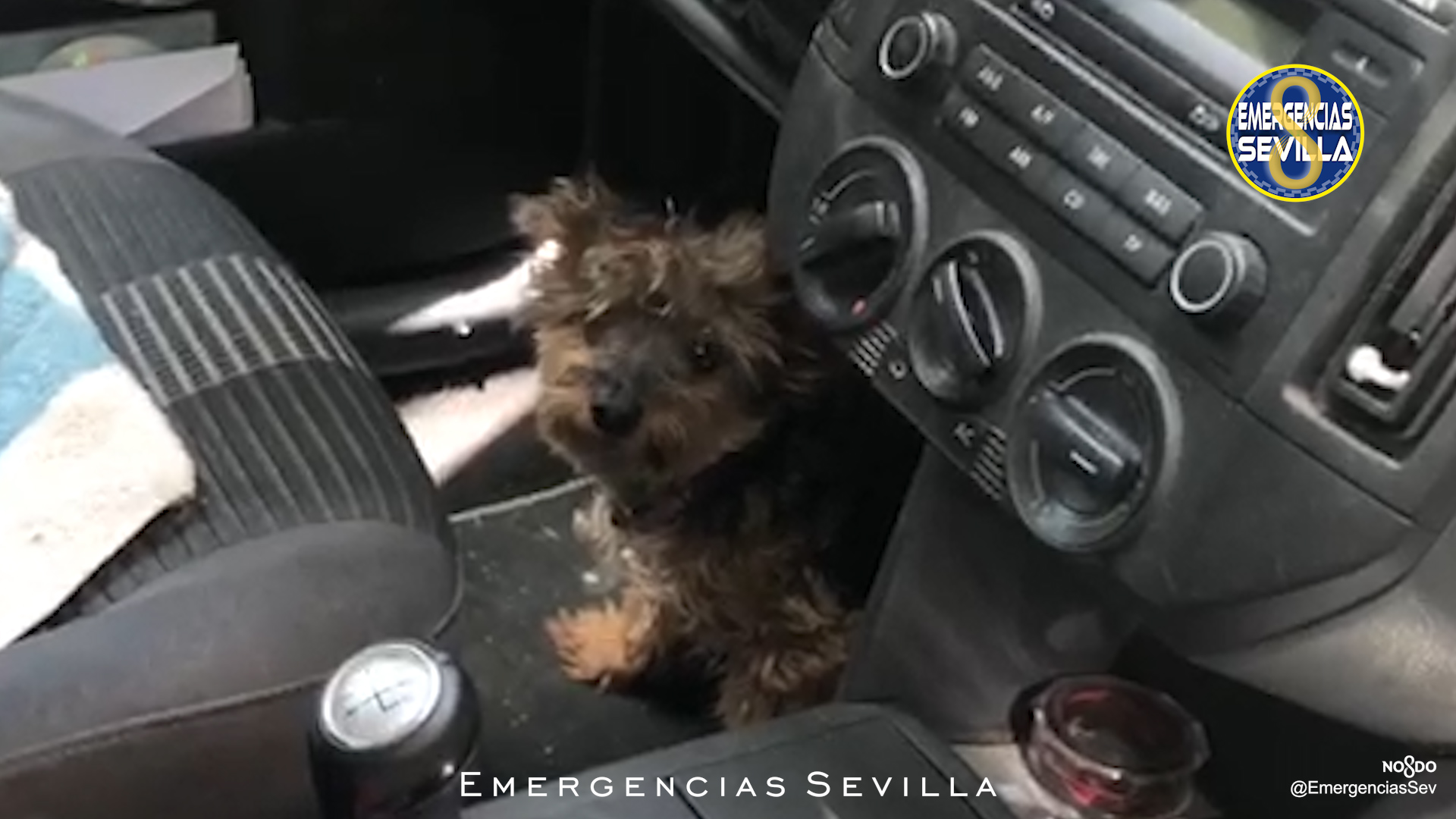Polícia parte vidro e salva cão fechado num carro onde a temperaturas estava perto dos 50º C