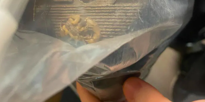 Encomenda da Shein trazia um escorpião vivo (e letal). É o segundo caso em menos de um mês