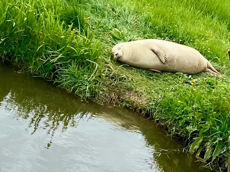 Foca sorridente foi fotografada a apanhar sol na margem do rio. Imagem já é viral