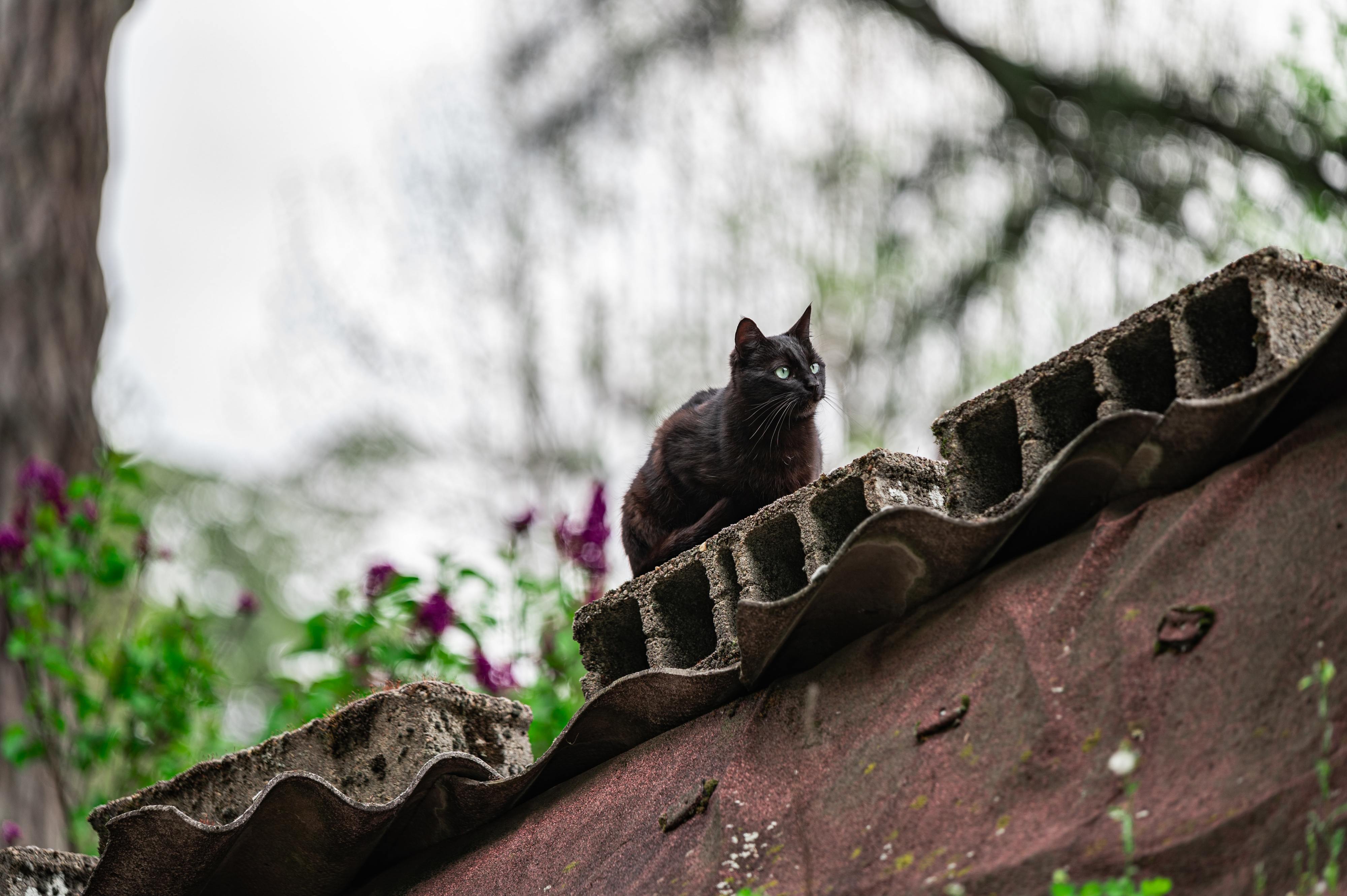 Gatos encontrados mortos em Pombal devido a vírus “altamente contagioso”