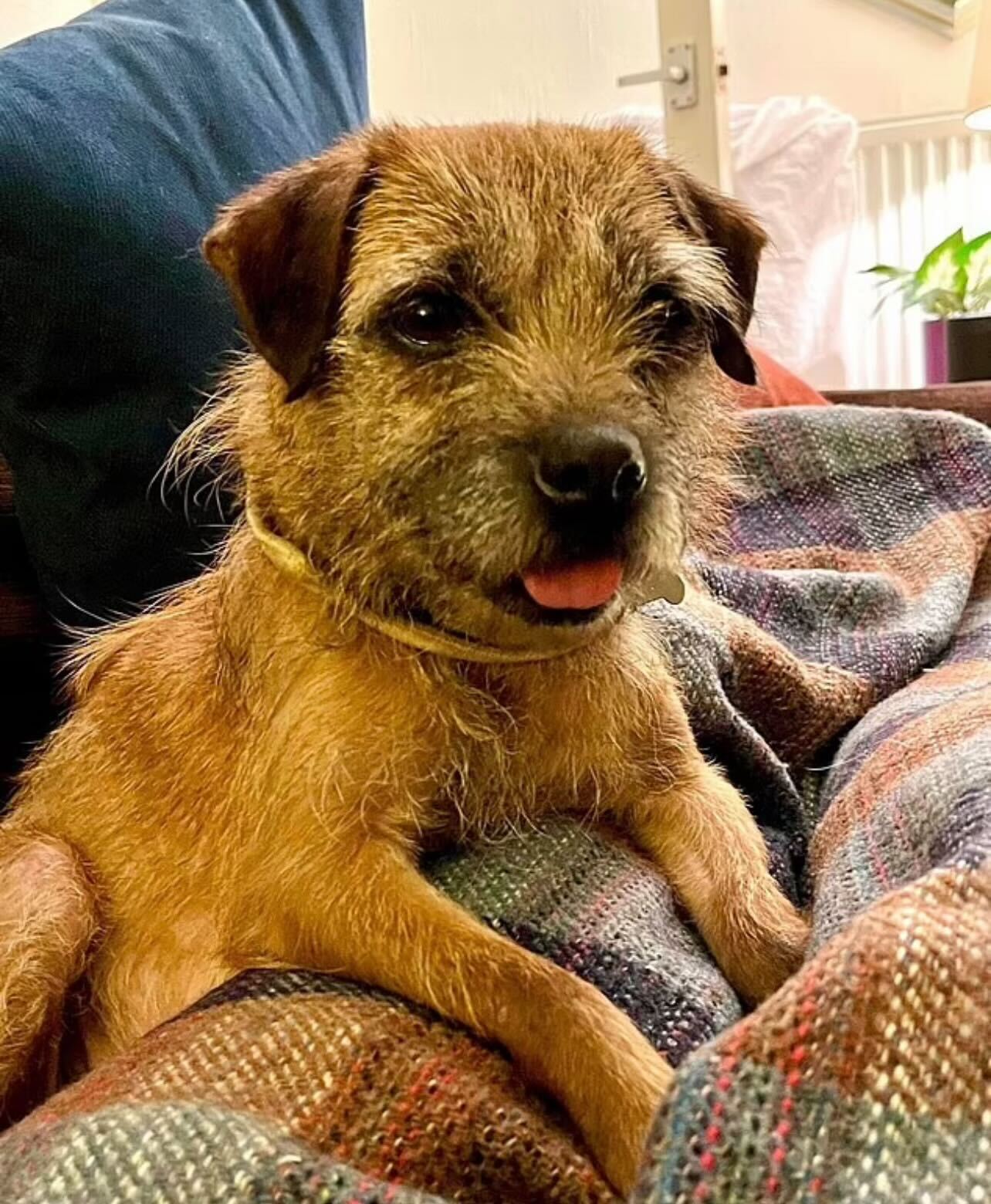 Cadela desaparecida em 2011 é encontrada e devolvida à dona. Veja as fotos