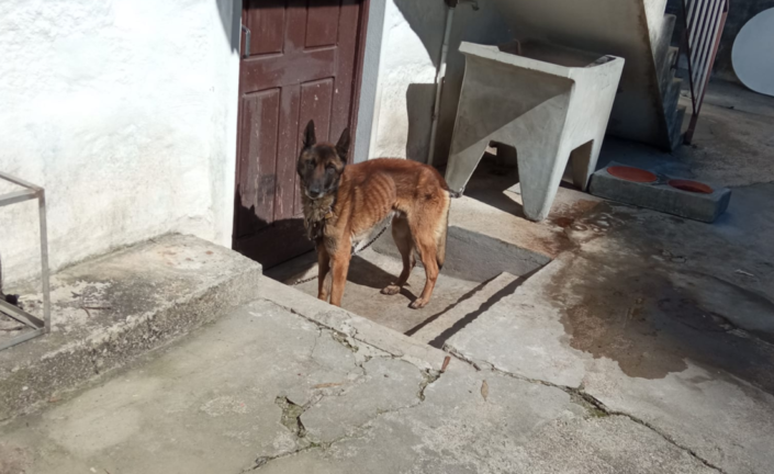 Cão ficou acorrentado vários dias no quintal de uma casa abandonada perto de Famalicão. Veja como acabou a história