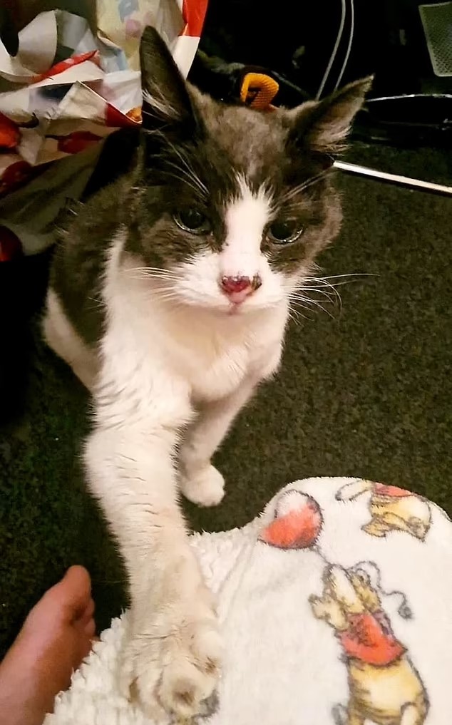 Timmy tem 20 anos e procura um novo lar. Antigo dono deixou de conseguir cuidar dele