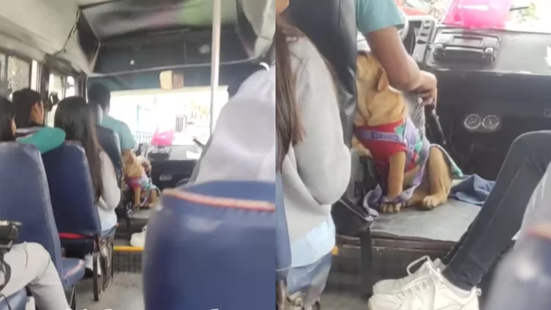 Motorista leva o companheiro de quatro patas para o trabalho. Veja o vídeo viral