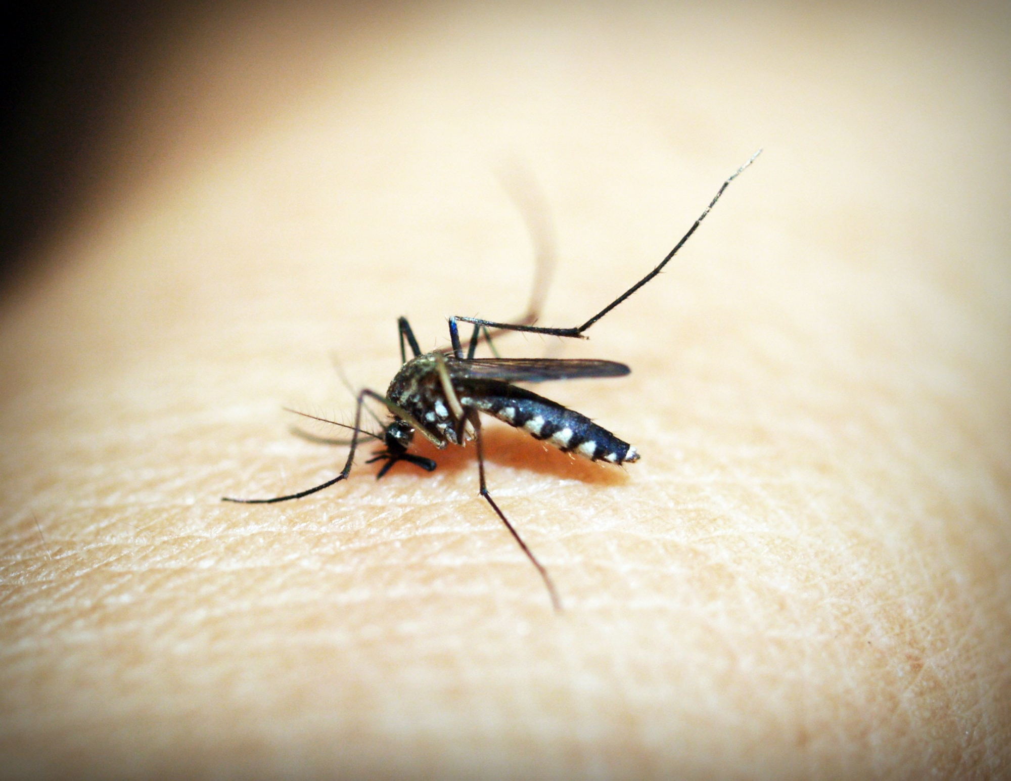 Ativista defende mosquitos. “Estamos a ser atacados por uma mãe a tentar nutrir os seus futuros filhos”