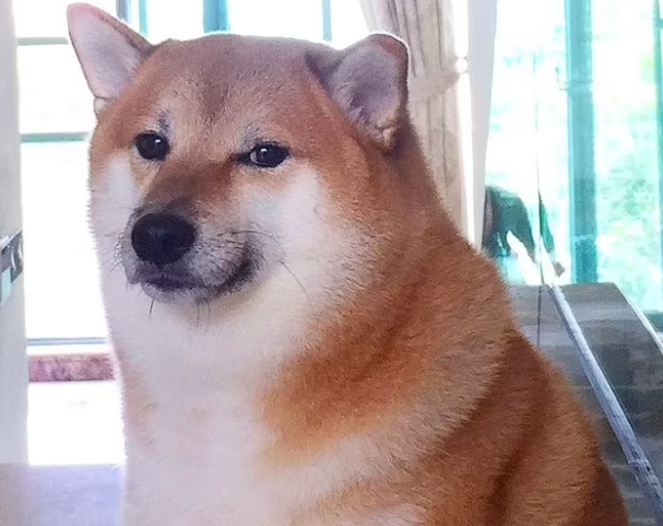 Morreu o cão que inspirou meme famoso. Cheems não resistiu a um cancro