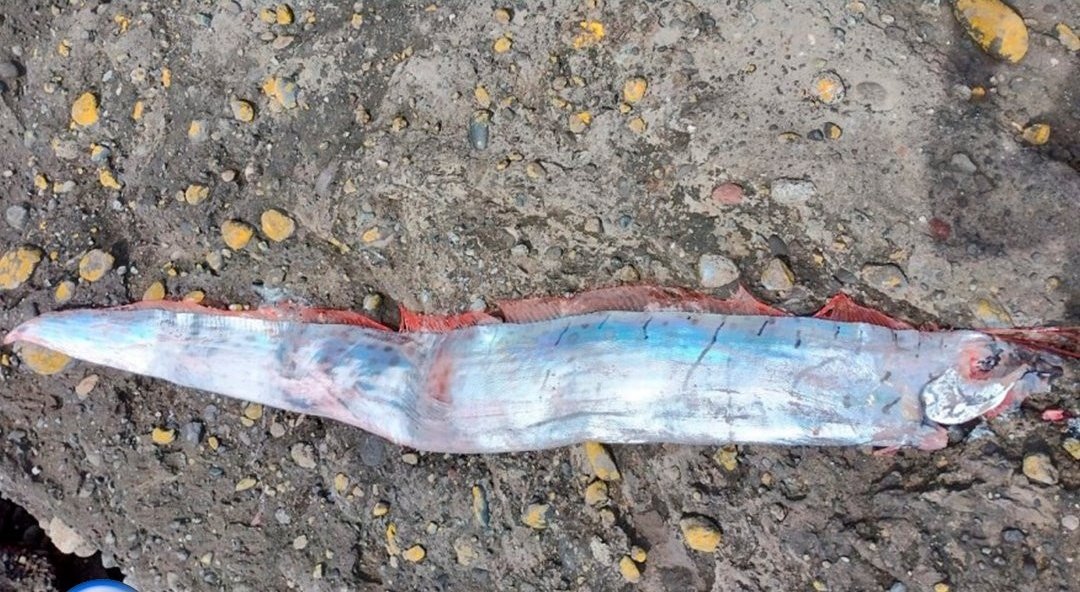 Profecia diz que se o peixe-remo sair das profundezas do mar vem aí grande tragédia. E ele saiu