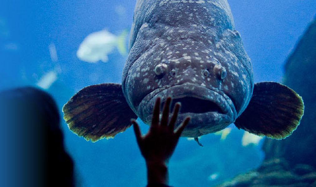 O Oceanário está fechado mas é possível visitar tubarões, raias e lontras em direto