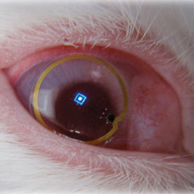 Dormir com alguém que ressona afeta a saúde física e mental. Estas são as 3 principais consequências