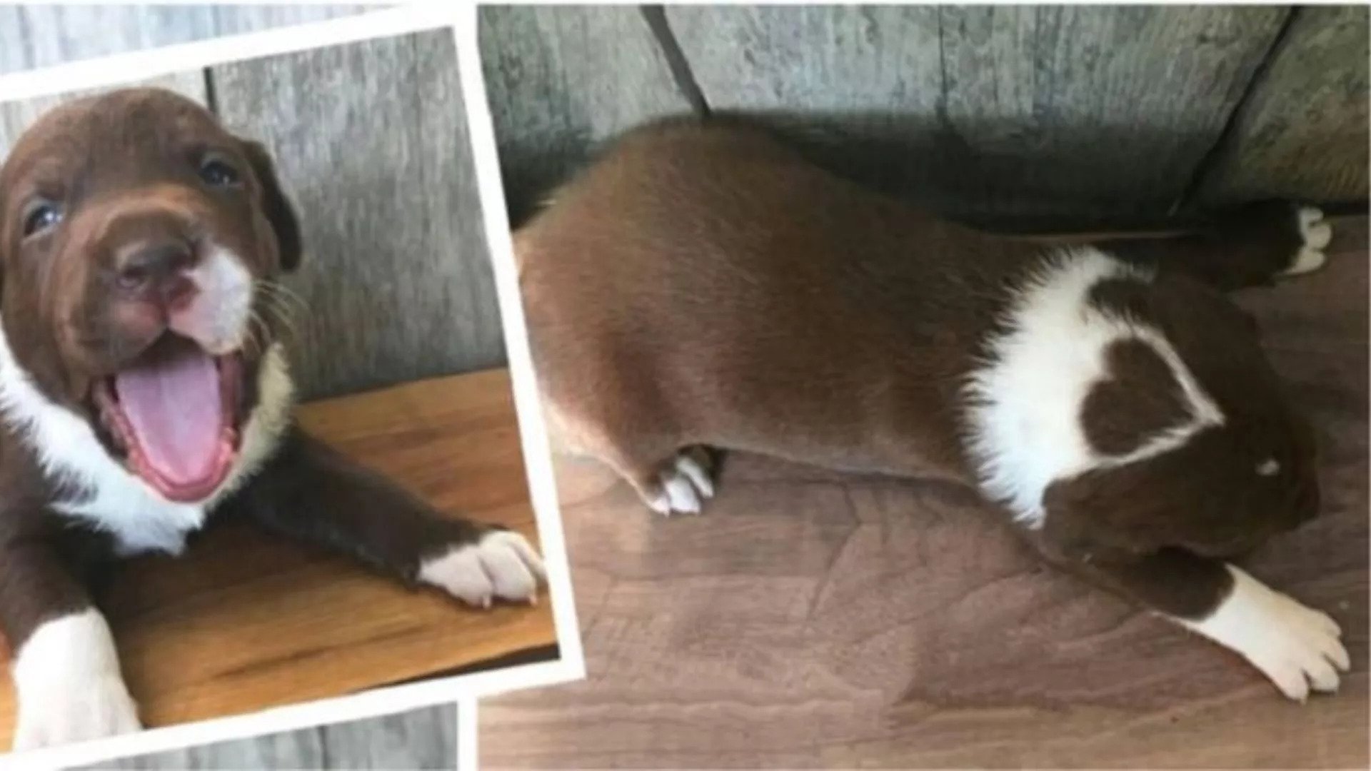 Este cachorro labrador nasceu com uma mancha em forma de coração na cabeça. E é a coisa mais querida
