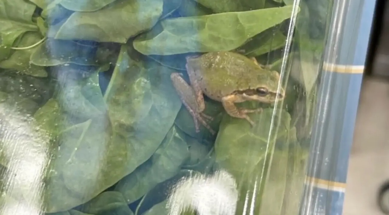 Mulher encontra um sapo vivo dentro de uma embalagem de espinafres que comprou no supermercado