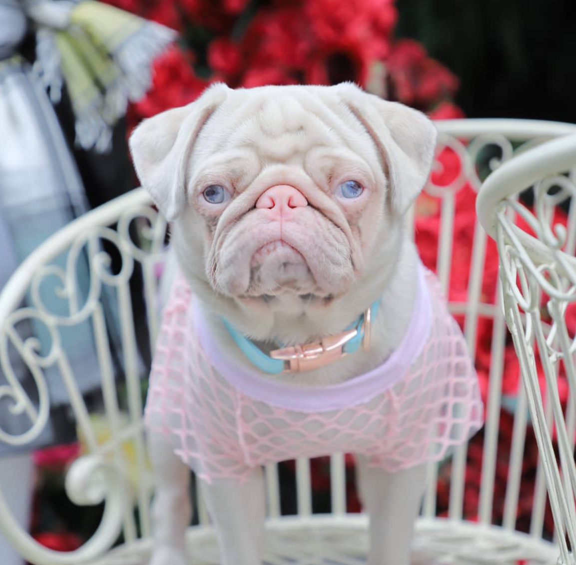 Não vai ver coisa mais querida hoje do que o Milkshake, um dos 100 pugs cor de rosa que há no mundo