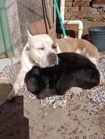 Cão e macaco partilham cobertor na foto mais fofinha que vai ver hoje