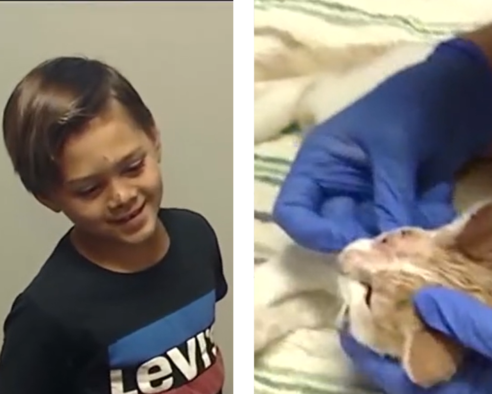 Menino de 8 anos troca skate por gato para conseguir resgatá-lo. Conheça a história