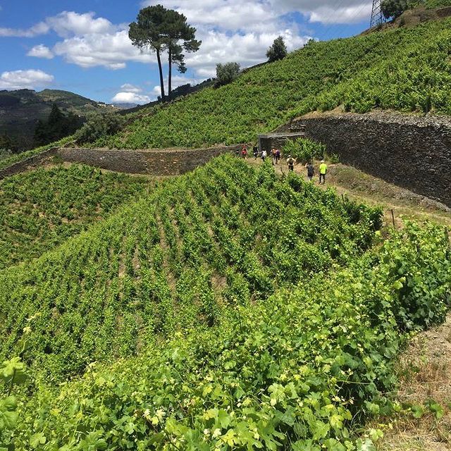 Prepare as sapatilhas: vem aí uma caminhada no Douro (com direito a vinho)