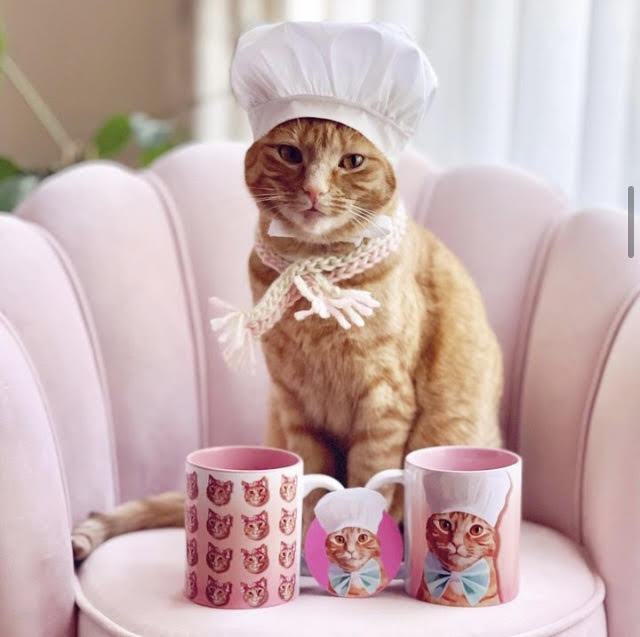 Honey. A gata que se tornou uma sensação nas redes sociais (e que faz mais de 40 mil euros por ano)