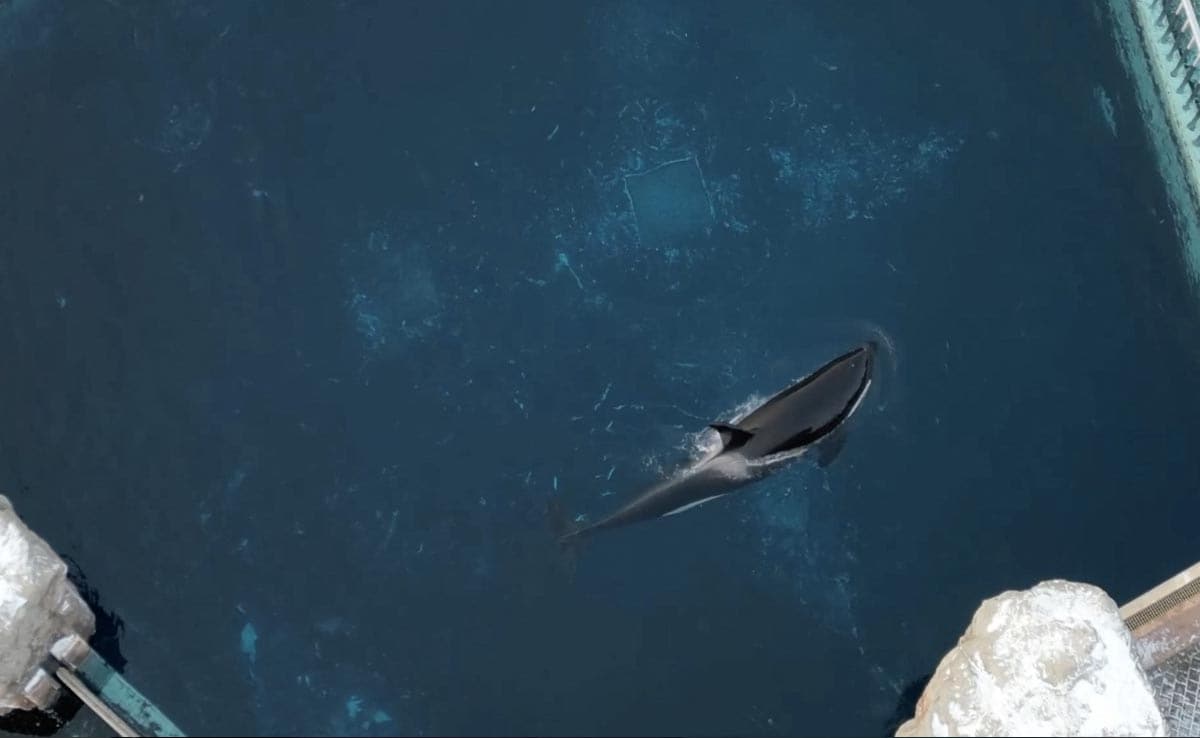 Kiska, a “orca mais solitária do Mundo”, morreu depois de 12 anos a viver sozinha em cativeiro
