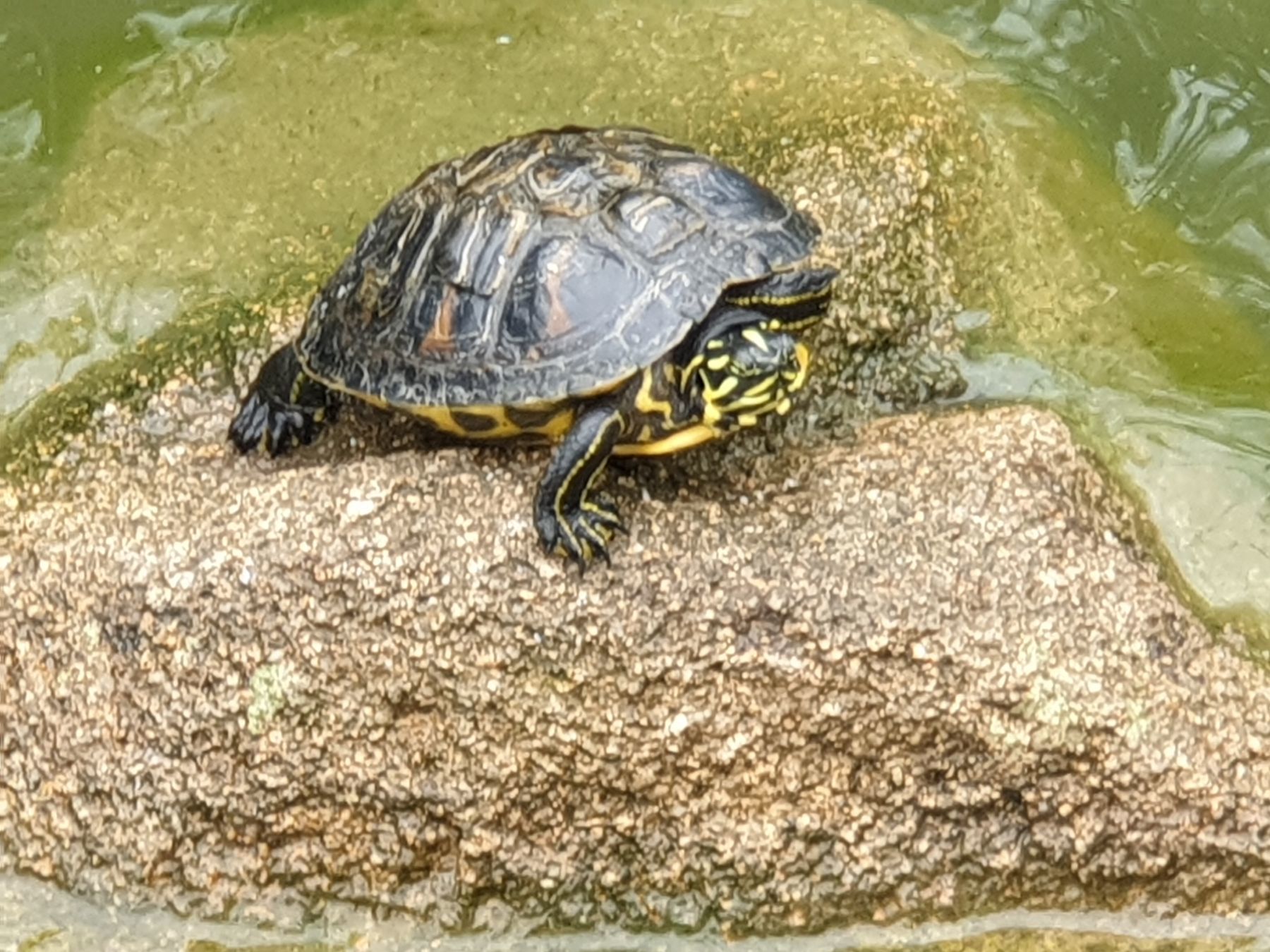 Jovem de 17 anos morre após colisão violenta de barcos na ria Formosa. Há mais feridos