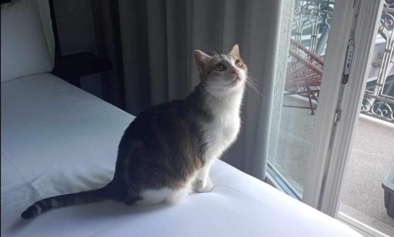 Trio de gatos perdidos no aeroporto do Porto afinal foi abandonado. Agora, só falta encontrar um