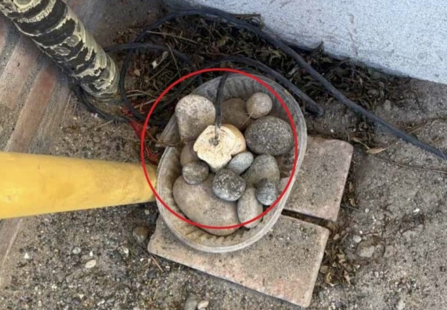 Mulher conecta um fio elétrico a um pão para eletrocutar cães do bairro