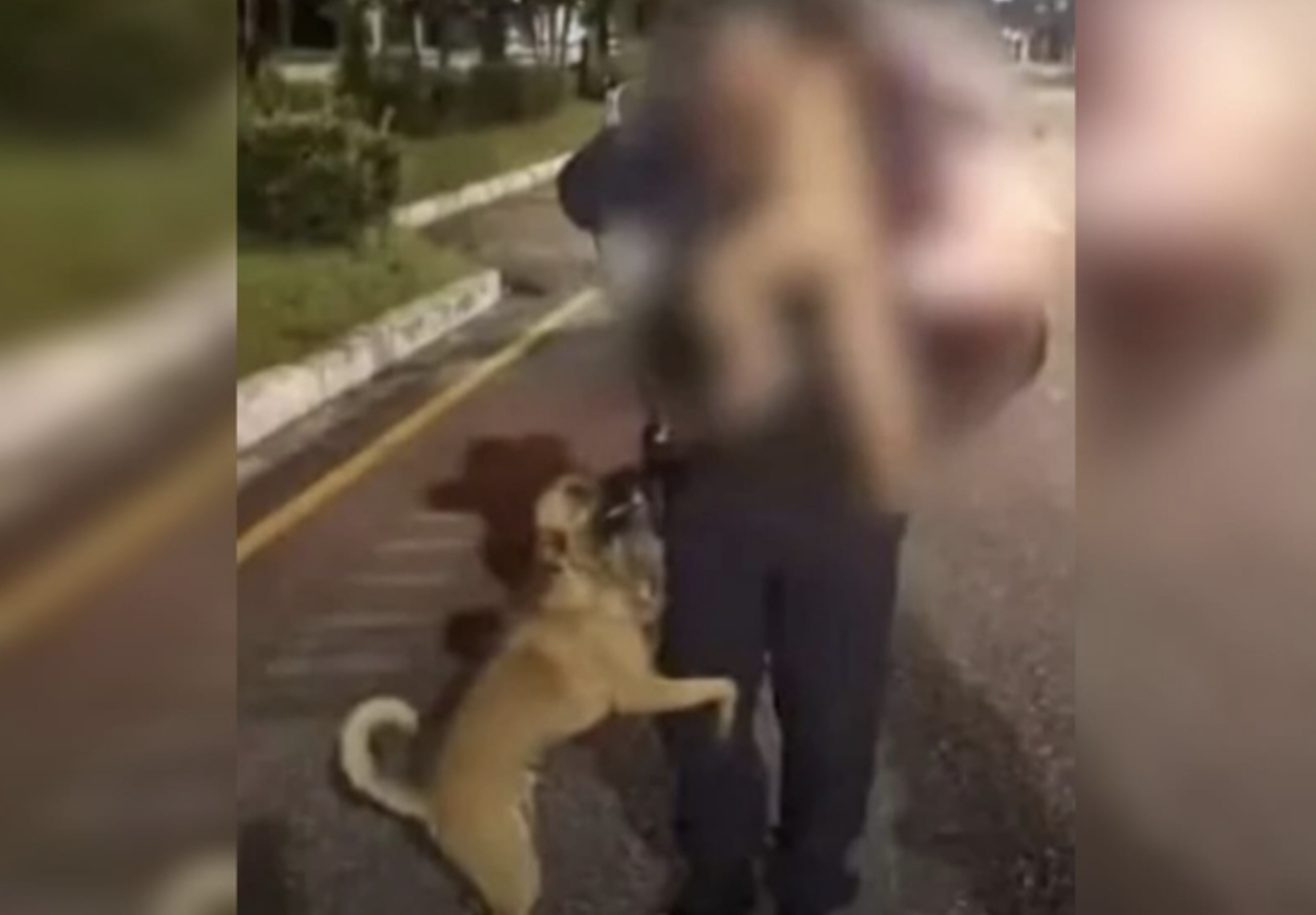 Bebé de 1 ano e 8 meses sai de casa sem os pais verem mas é protegido pelo cão da famíia que nunca o largou