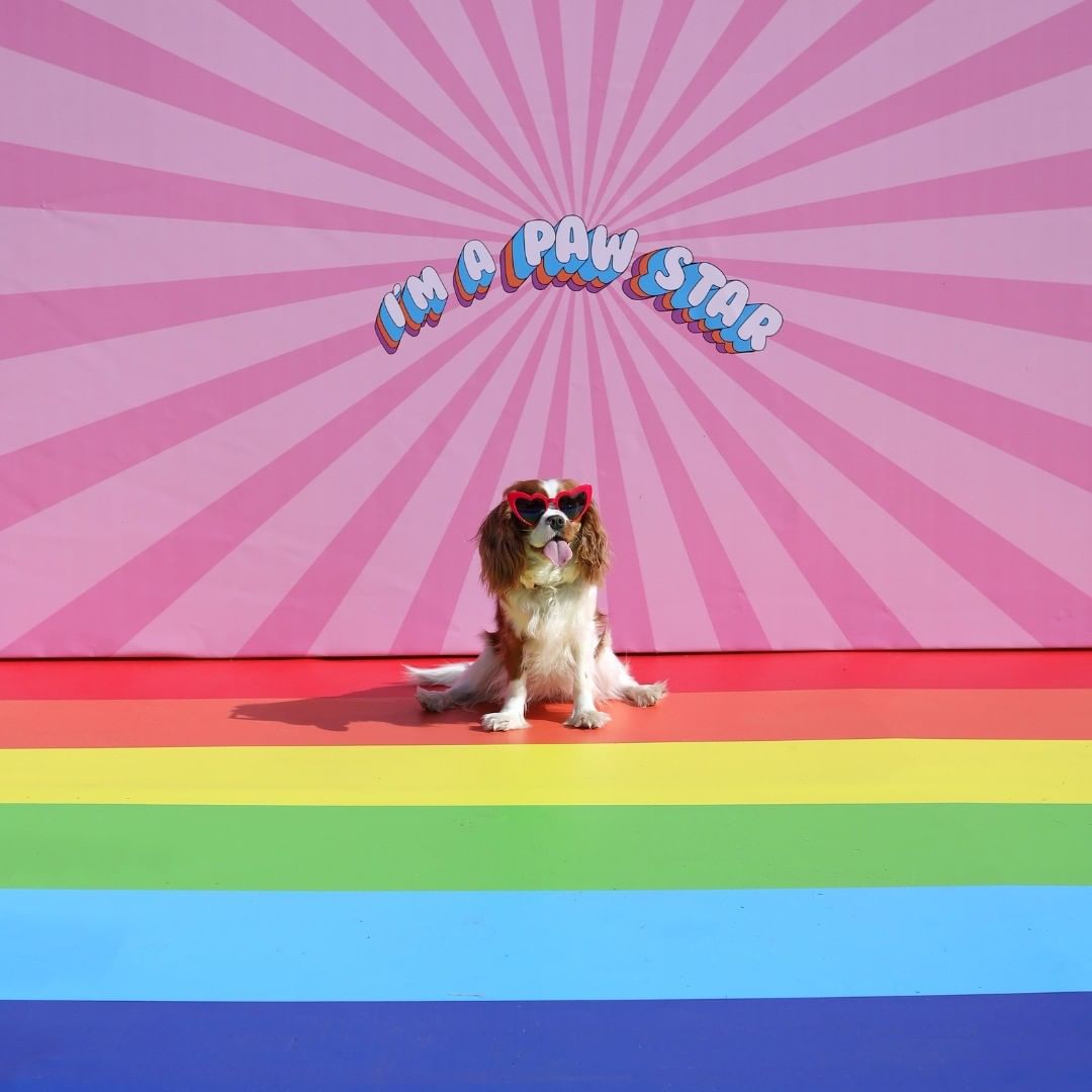 Vão chover likes quando publicar as fotos do seu patudo nestes cenários instagramáveis e gratuitos