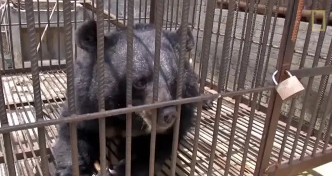 Família pensava que estava a criar um cão. Afinal, tinham um urso com 160 quilos em casa