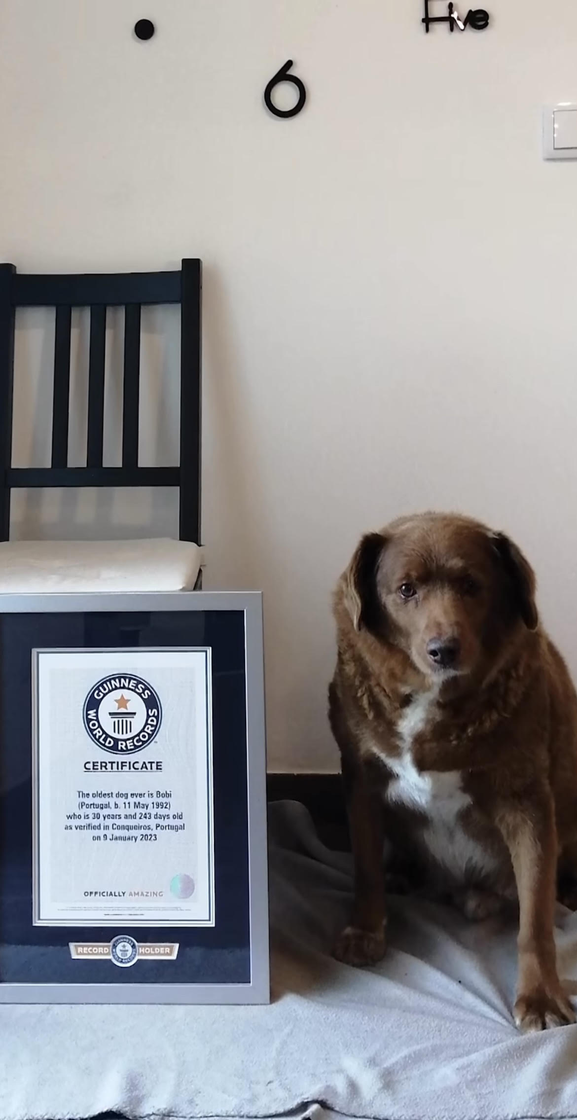 Dono do cão mais velho do mundo põe Guinness em tribunal e comprova que animal tinha mesmo 31 anos