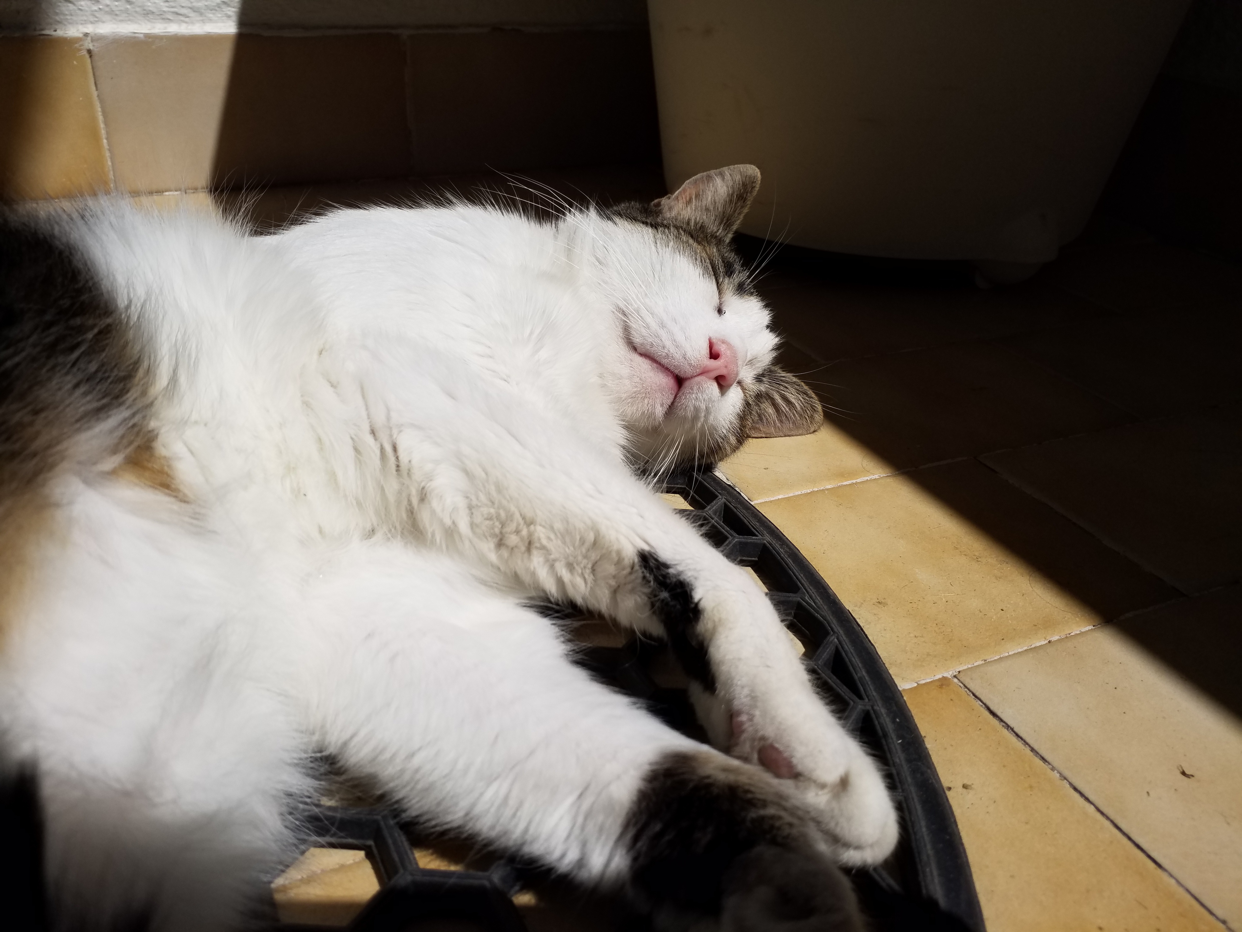 A filha queria um batom vegan e com cores tendência. O pai fez-lhe a vontade e lançou a All Tigers