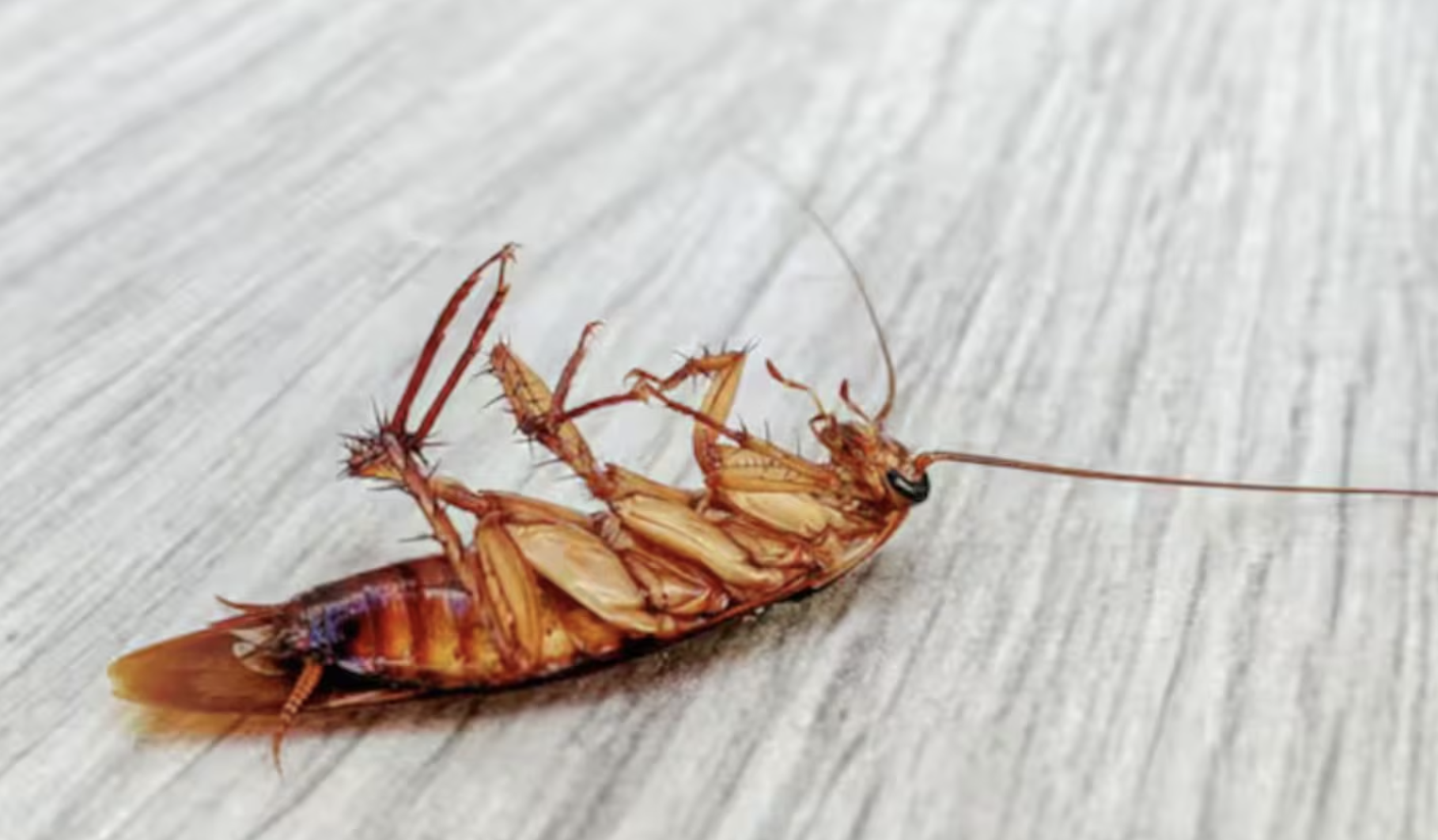 Se vir uma barata morta em casa e ela tiver as patas para cima isso é um sinal. E muito cuidado se a esmagar