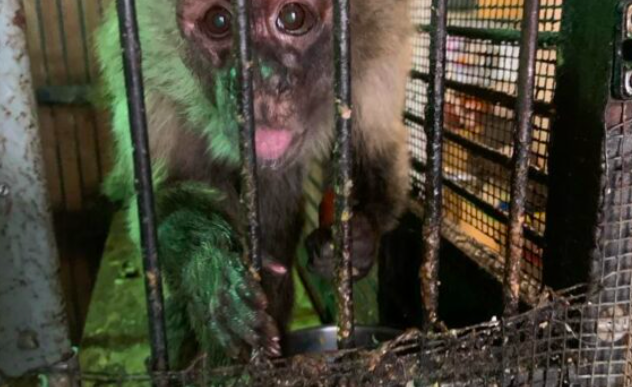 Macaco que passou 35 anos preso numa jaula num apartamento é finalmente resgatado