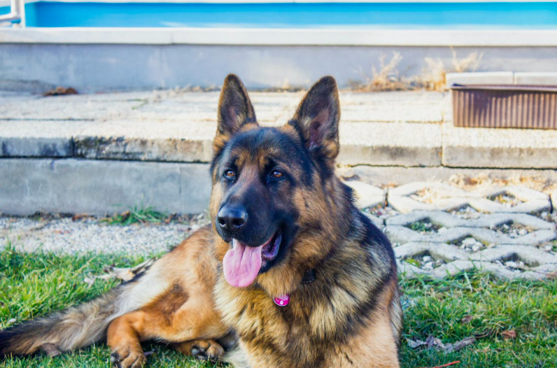 Este cão ladrava sem parar para a dona grávida. Descobriram uma infeção e o animal salvou a mulher e o bebé