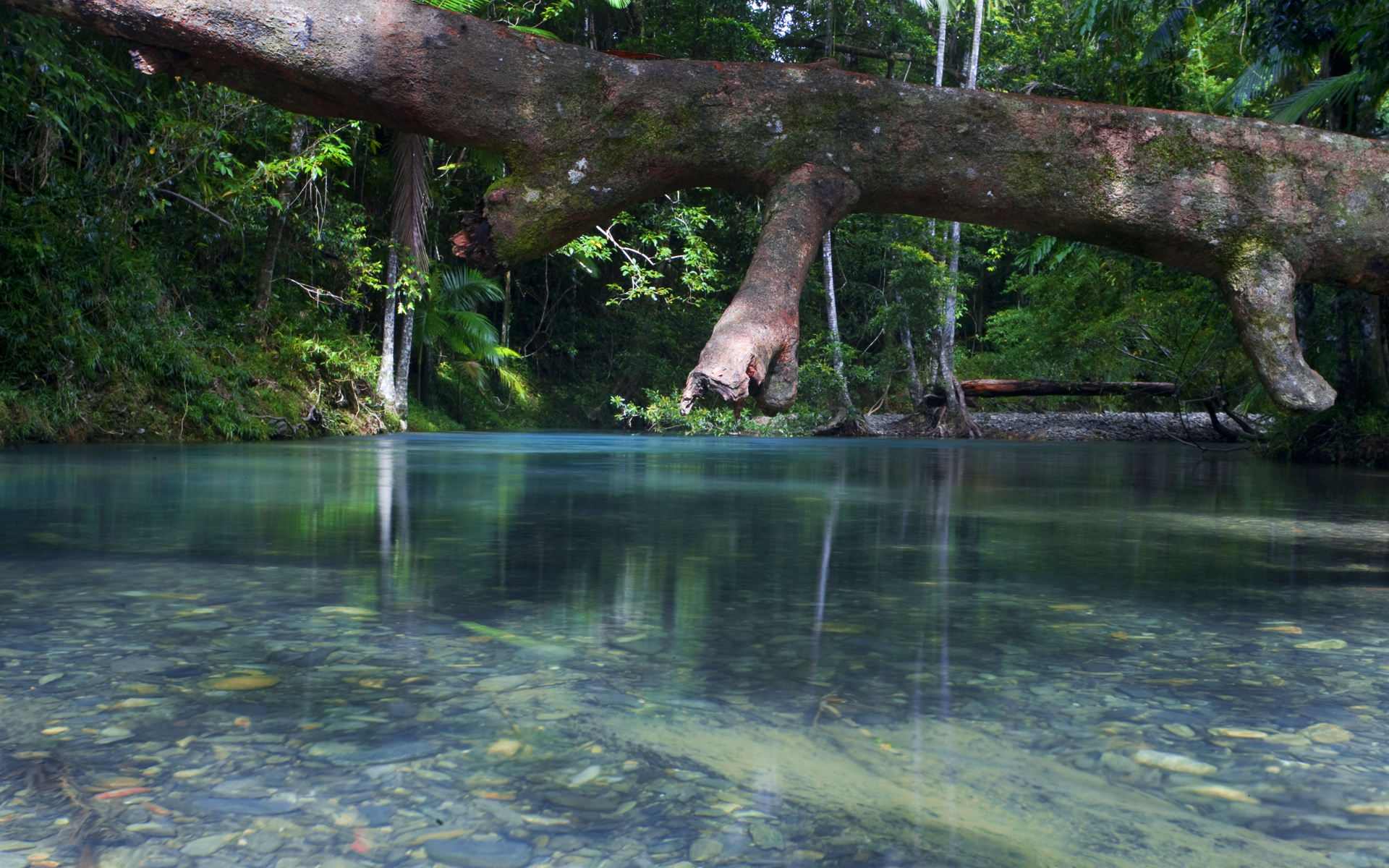Além da Grande Barreira de Coral, também a floresta tropical de Daintree está a desaparecer