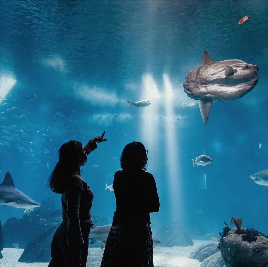 A happy hour do Oceanário de Lisboa está de volta e com bilhetes mais baratos ao fim do dia