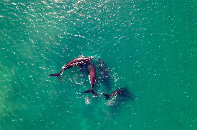 Orcas ibéricas estão a atacar navios na costa de Portugal e Espanha. Saiba porquê