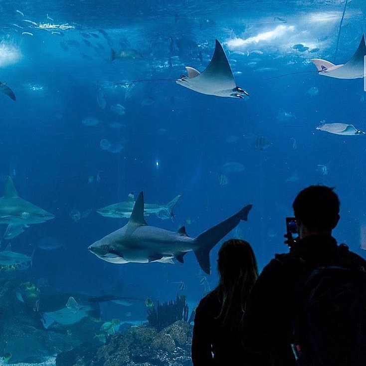 Oceanário de Lisboa está com bilhetes a menos de metade do preço para jovens até 25 anos