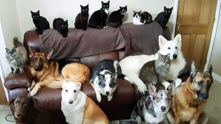 Mulher consegue juntar os seus 17 cães e gatos numa fotografia